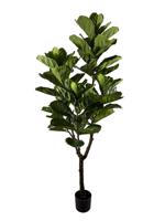 FICUS LYRATA zöld művirág